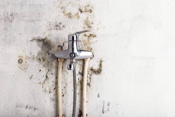 Best Residential Mold Remediation in Phillipsburg, GA