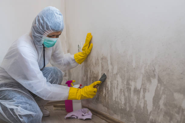 Reliable Phillipsburg, GA Mold Remediation Solutions