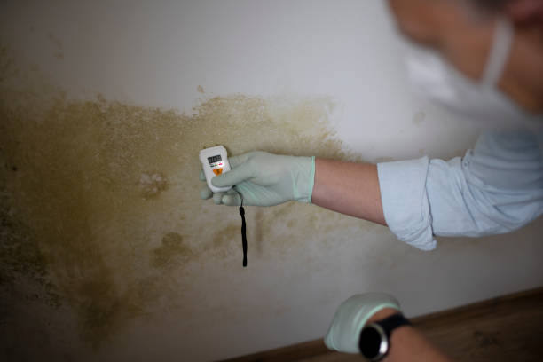 Best Mold Remediation for Specific Building Types in Phillipsburg, GA