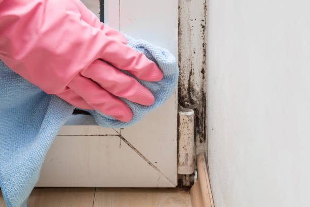 Best Post-Flood Mold Remediation in Phillipsburg, GA
